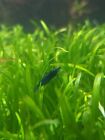 5 1 Fire Red   5 1 Blue Diamond Neocaridina Shrimp Live Aquarium Shrimp