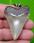 2     Megalodon Shark Tooth Necklace Real Fossil - Not Fake