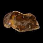2 8  Agatized Coral Slab Fossil Oligocene And Miocene Epochs Tampa Bay Florida
