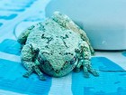25  Live Cope s Gray Tree Frog Tadpoles Peepers Dryophytes Chrysoscelis
