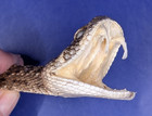 Western Rattlesnake Head With Open Mouth And Fangs Taxidermy  h137