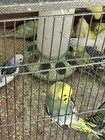 Parakeet Each 