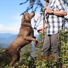 Training Slip Leash Dog Slip Lead Puppy Obedience Recall Training Lead 5 Ft Long