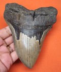 Megalodon Shark Tooth - Real Fossil - 4 93  - Shark Teeth - No Restorations
