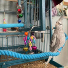 Bendable Rope Perch Bird Cage Swing Braided Budgie Parrot Stand Bird Hang Toy