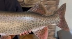 50 1 2 Inch Huge Muskie Musky Skin Mount Taxidermy Fish Wall