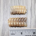 2 Small Rattlesnake Rattles   1662    Taxidermy Diamondback Sidewinder