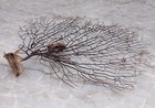 Black Sea Fan Coral Gorgonia Ventalina  1 Fan Approx  7-9  Inches 