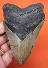 Megalodon Shark Tooth - Real Fossil 3 96    Prehistoric Shark Teeth No Restoration