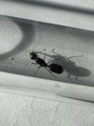 Veromessor Pergandei  1q  House Decoration  Desk Decoration  Queen Ant