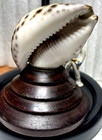 Gorgeous Antique  cowrie Shell  Carving Of Mount Vesuvius italy  on Mounted Base