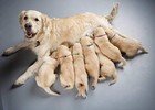 Puppy Collars For Litter     Soft Nylon Safety Whelping Collars For Newborn Puppie