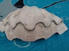 Giant Clam Shell   Tridacna Shell   Double Decker   Sit s Flat 