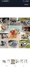 Comfort Fit Small Dog Wheelchair Adjustable Pet Rehab Handicap Leg Trainer