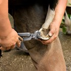 Hoof Tongs  Chrome Vanadium Steel  Hoof Care  Horse Hoof Tongs  Farrier Tools - 25cm