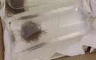          Live Blackworms 100  Healthy Strand - Organic  Self Raised         