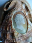 Lovely Medium Sized Italian Conch Shell  With Complete Cameo Male Head Well Done