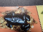 Panama Stamps 1997  849a-d Frogs Block  4 Mint Og Nh Small Tear