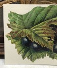 Victorian Die Cut Floral W  Berry Scrap Glued On Paper - L10