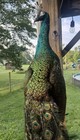 Beautiful Peacock Taxidermy Stuffed Wall Mount