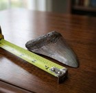 Megalodon Stone Shark Tooth Just Shy Of 4  Fossil Serrated Shark Teeth  
