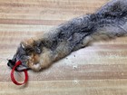 Tanned Grey Fox Damaged  0016809 Row A-20