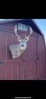 Whitetail Deer Shoulder Mount Non Typical 7x10  Gross Score 157   