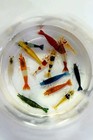 40 1 Adult Neocaridina Candy Skittle Live Shrimp Mixed Colors Freshwater Usa