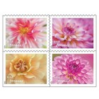 Us 2025 Dahlias Stamps 5 Books Of 20  total 100   Scott 5992