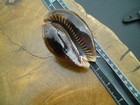 Large Sized Cypraea Mauritiana Hawaiiensis 94 Mm Humpback Cowrie Seashell