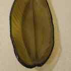 Cool Feather Glass Bottle Sagger Fusing   Draping Kiln Mold Sager Slump  7 18  L