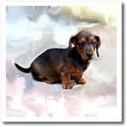Ht_4157_1 Miniature Dachshund Iron On Heat Transfer For White Material  8 By 8-i
