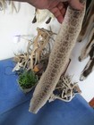 Rattlesnake Skin Prairie Rattle Snake Hide Dry Tanned Wrap Pen Blanks 37 In  G7