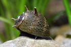 3 Live Horned Nerite Snail   Great Algae Eater     Freshwater Aquarium Cleaner