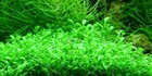 10x10 Glossostigma Elatinoides Mat Live Aquarium Plants Aquatic Planted Tank