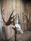 The     Shovel Buck    Whitetail Skull Mount   Cabin Authentic Real Antlers