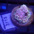 Ultra Goniopora Coral Frag Wysiwyg - Indigo Corals - Ic 3113 - Goni - Purple