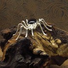 Navajo Onyx Body Sterling Silver Spider Pin