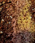 Redbeard s Volcanic Gold Paydirt  Rainforest Of Indonesia    Mixed Material   