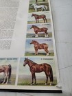 Vtg 1971 Thoroughbred Horse Poster Federal Bank Macomb Carthage Rushville Ill 