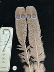 Grey Peacock Pheasant  Double  Eye Tail Feathers   53