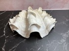 Large Giant Clam Shell Half Gorgeous
