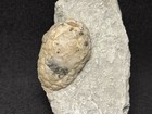 Cystoid-sweet Paulicystis holocystites Duo From Indiana-fossils  Trilobite