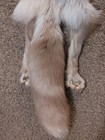 Rare Ranch White Diamond Fox Hide Pelt Freshly Tanned  Luxurious Fur 4 Legs