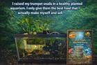 10  Trumpet Snails Healthy Aquarium Raised Plant Tank Hardy Algae Eaters