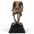 Velociraptor  Fossil  Dinosaur Skull  Replica  Raptor 