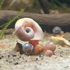 Snail Ramshorn Assorted  planorbarius Corneus  Freshwater Aquarium Snail