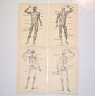 15 Pages Medical Illustrations From Vintage Book The Human Body Logan Clendening