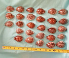 Lot Of 28 Tigers Eye Cowries   beautifully Polished And You Get Them All    