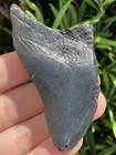 Natural Beautiful 2 82    Megalodon Tooth Fossil Shark Teeth
